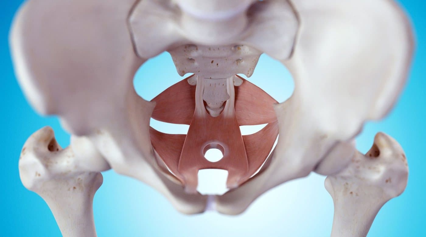 Anatomical illustration of the pelvic floor muscles within the pelvis